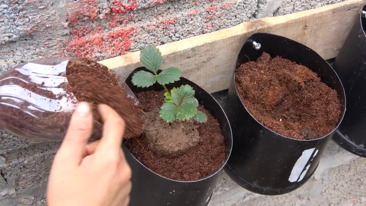 Erdbeeren selber anbauen