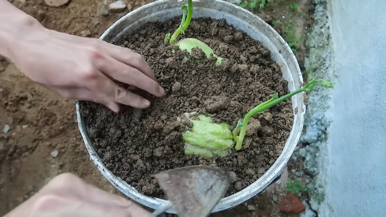 Chayote Anbau leicht gemacht