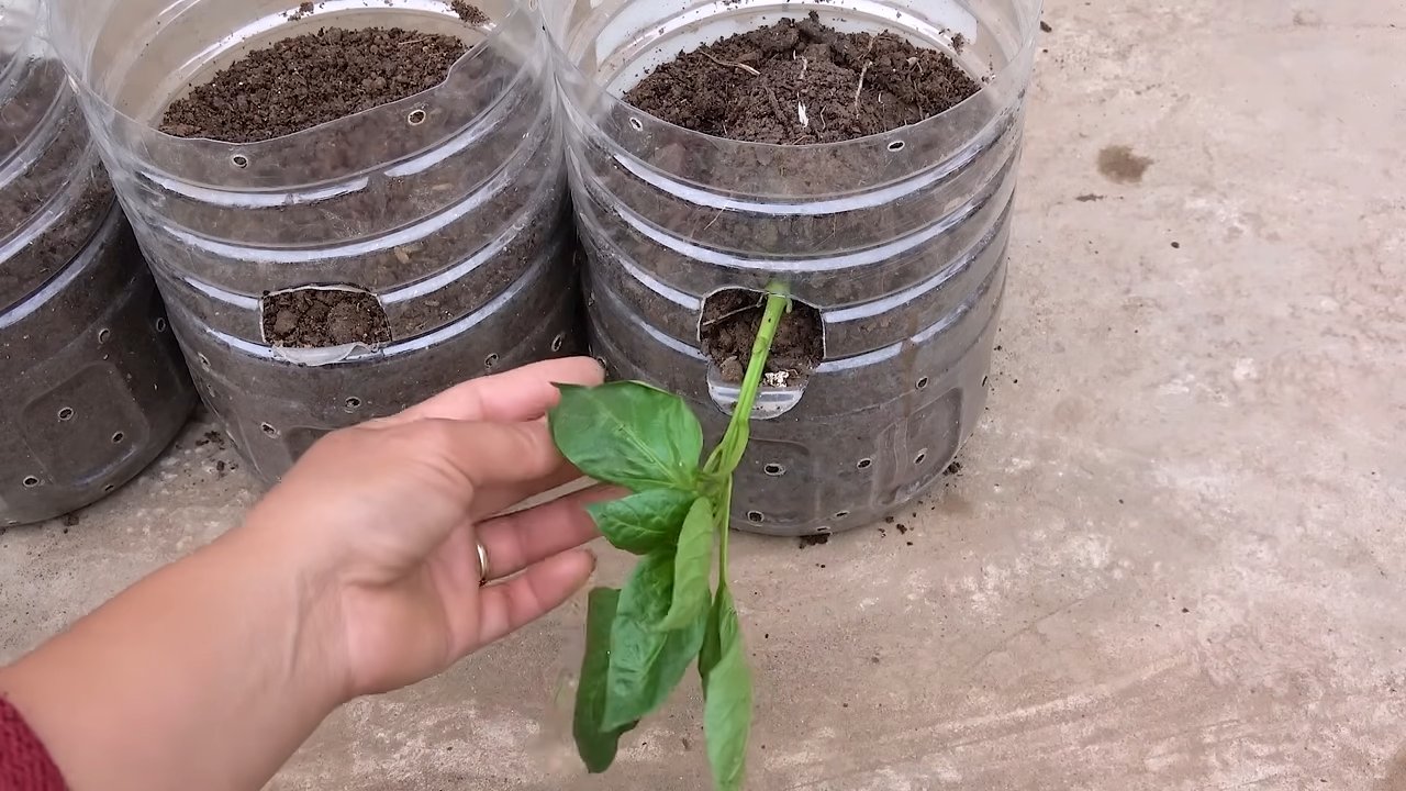 Paprika Anbau Plastikflaschen
