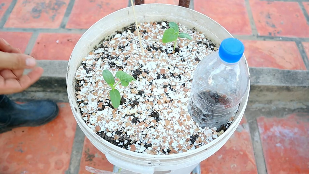 Wassermelone im Eimer anbauen