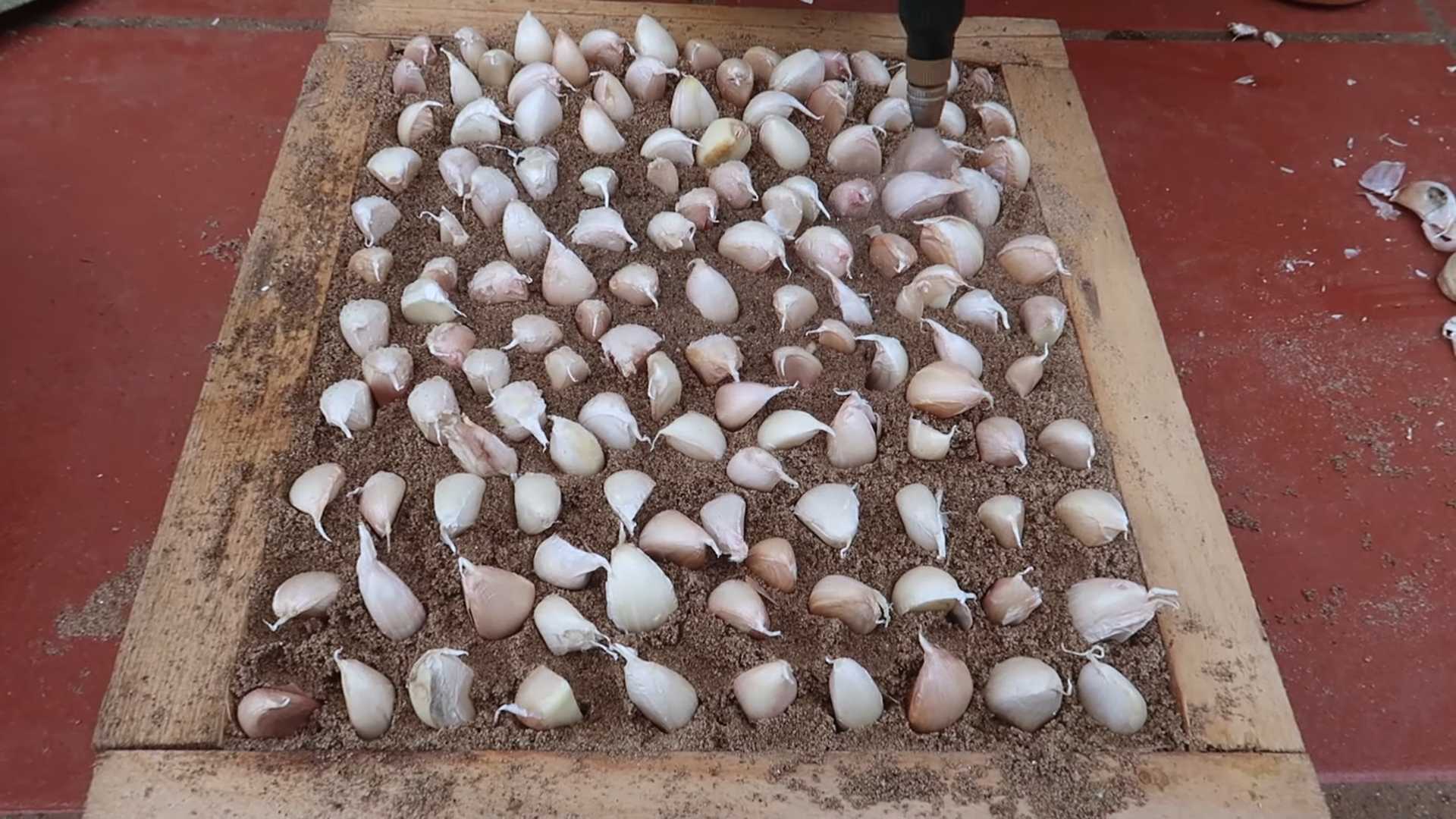 Knoblauch Anbau Plastiktüten