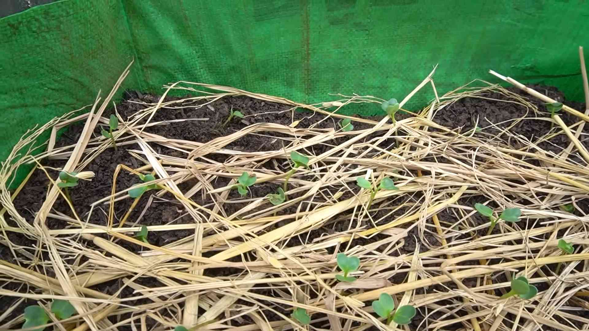 Radieschen Ernte verdoppeln