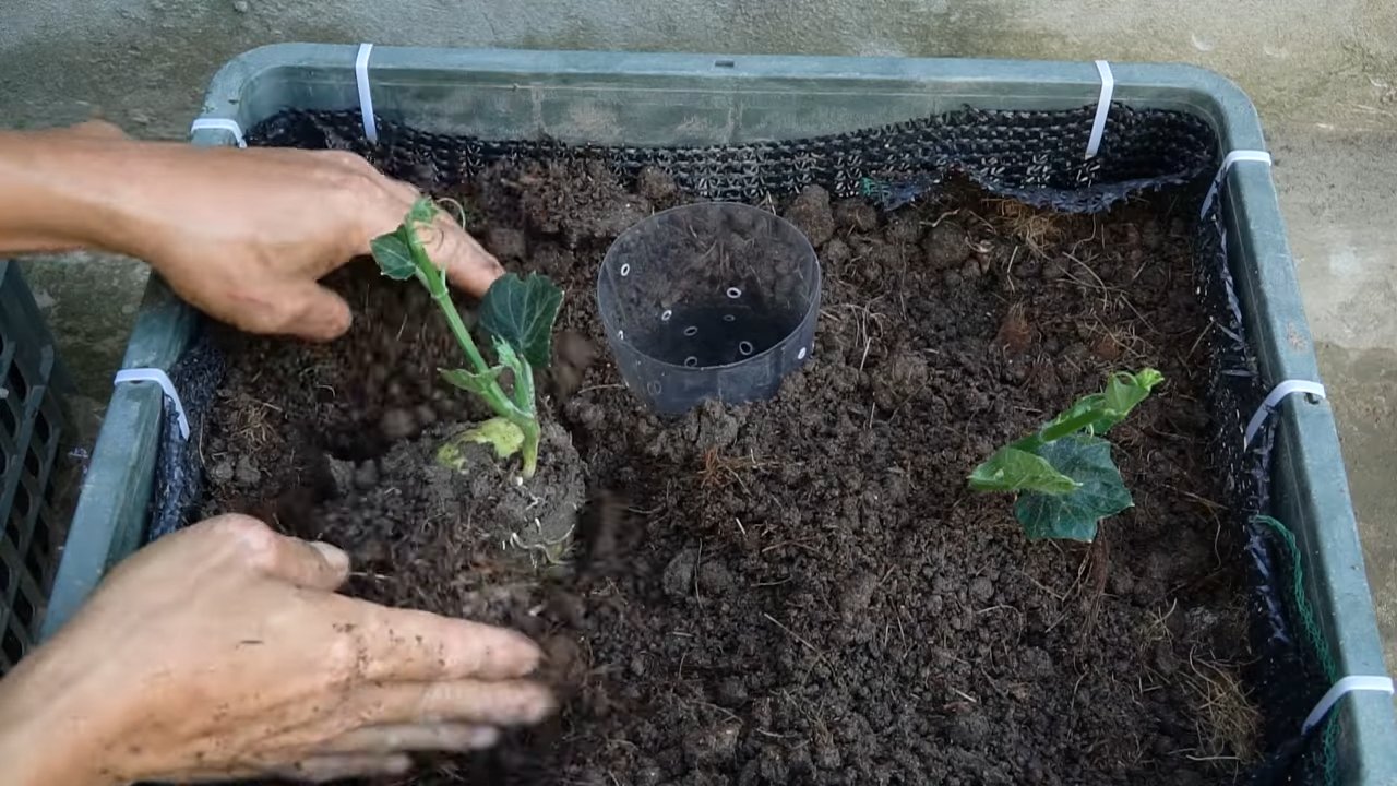 Chayote Anbau einfacher Trick