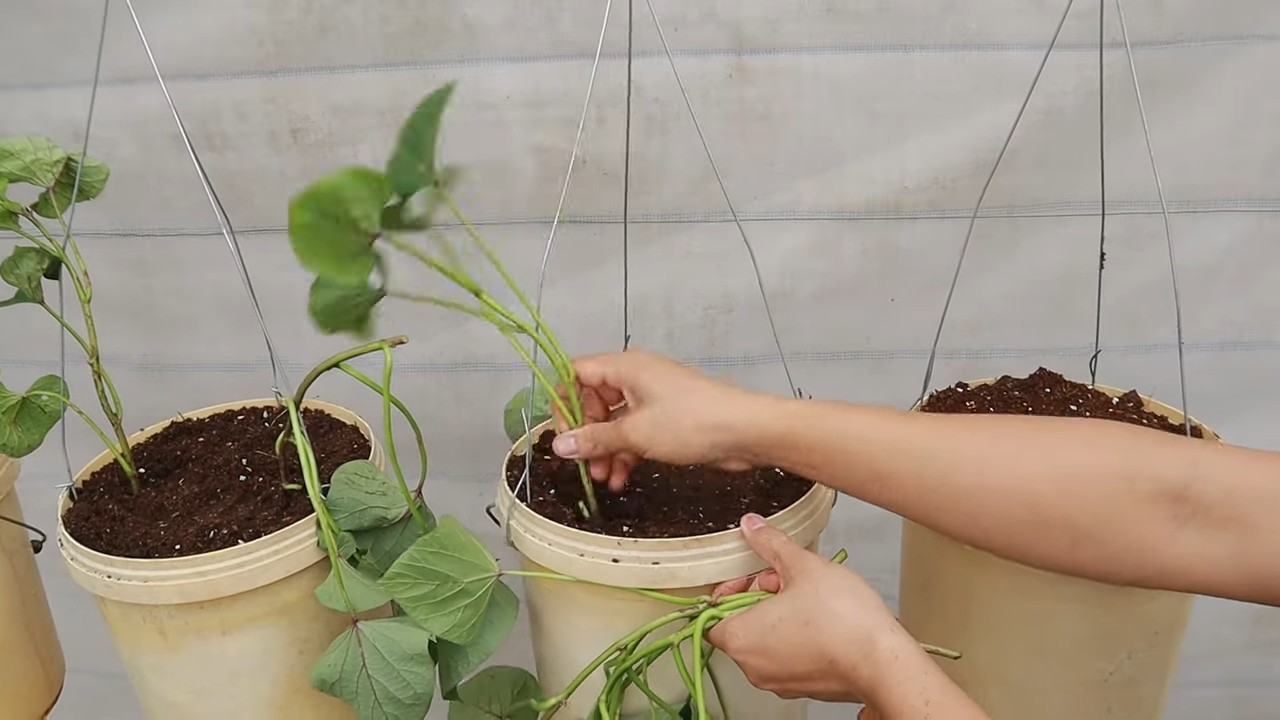 Vertikaler Süßkartoffelanbau DIY