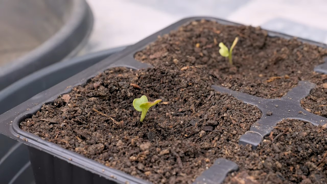 Romanesco Blumenkohl im Topf anbauen