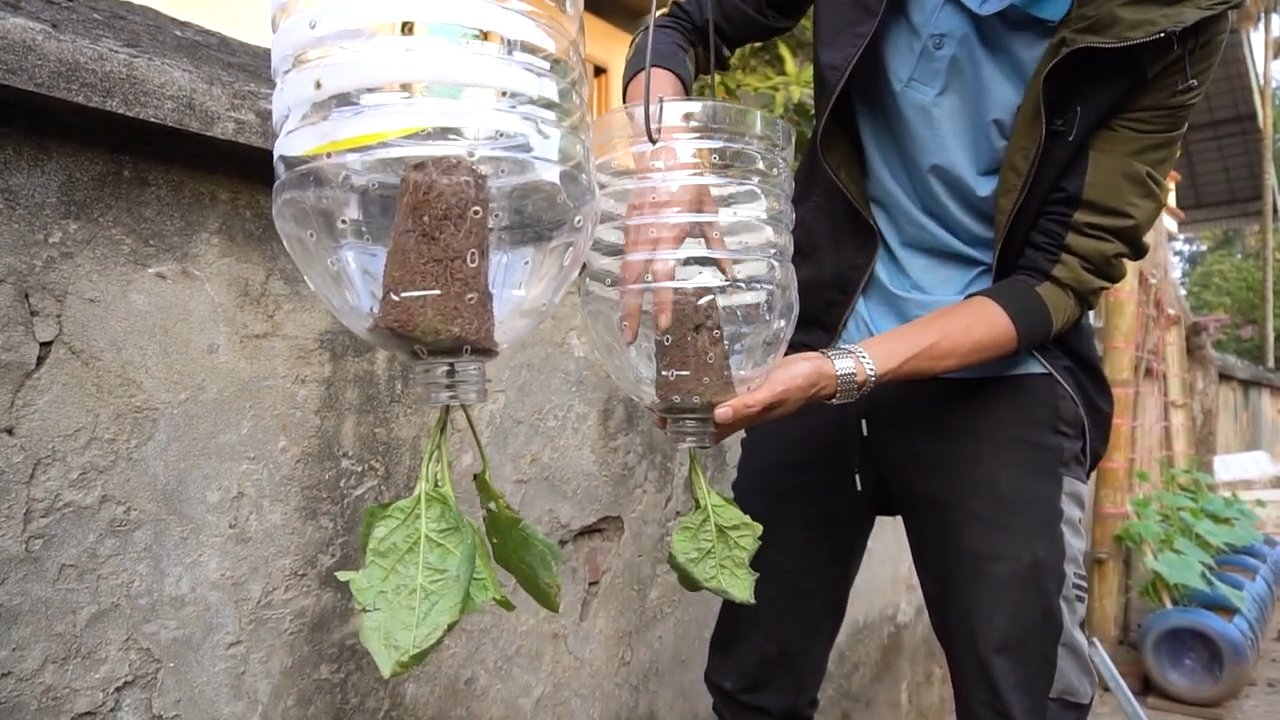 Auberginen Anbau Plastikflaschen