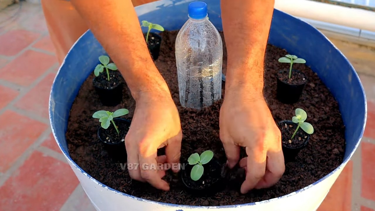 Wassermelonen im Topf anbauen