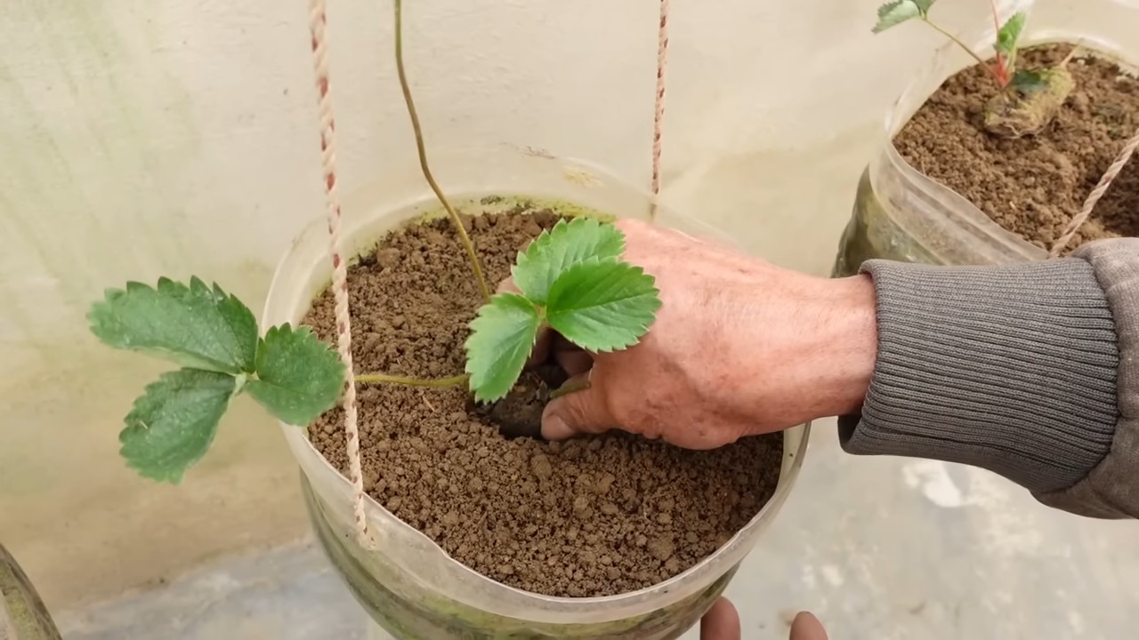 Erdbeeren selbst anbauen