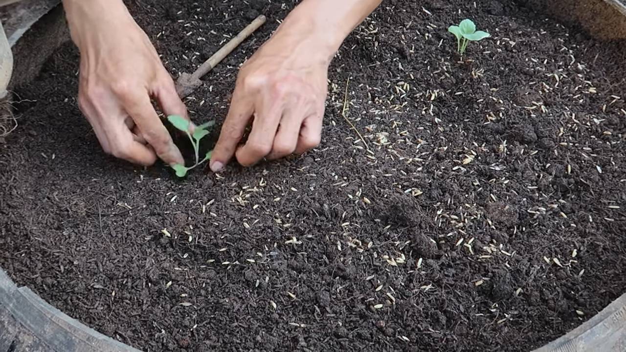Knackiger Kohl Anbauen