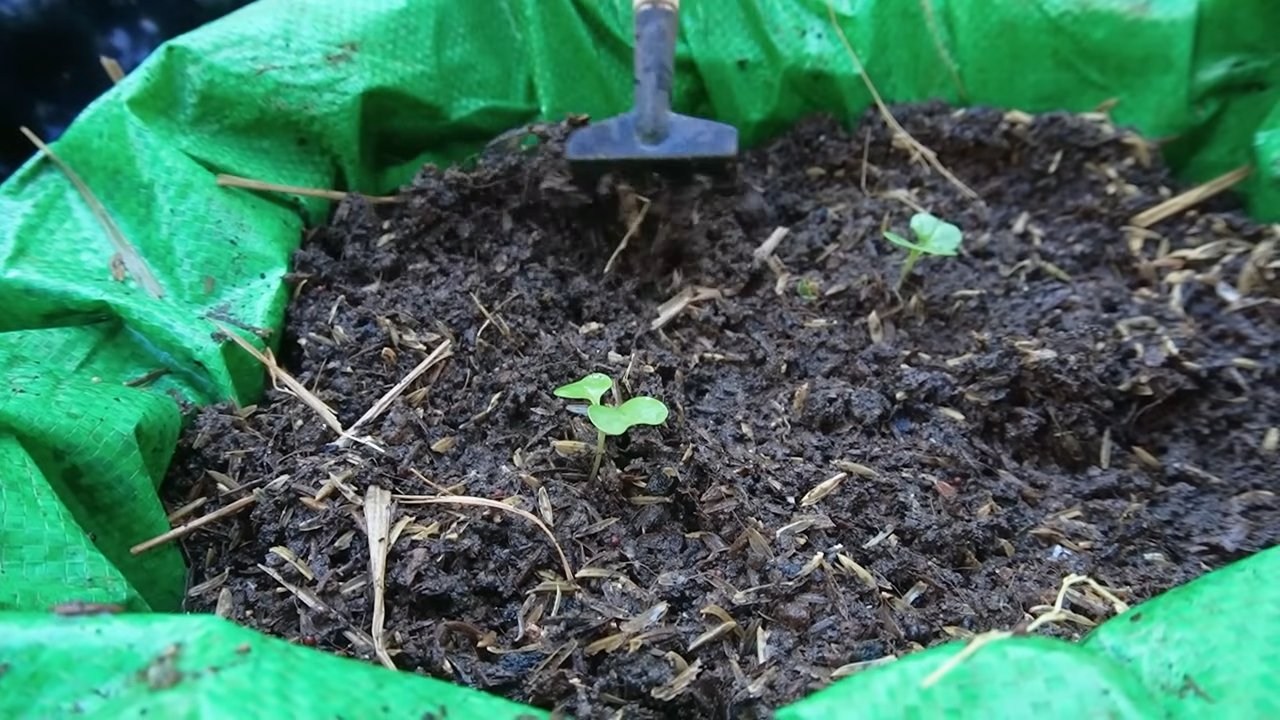 Kohlrabi Anbau Recyclingmaterialien