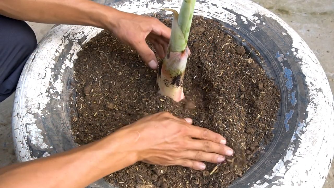 Bananen ernten im ersten Jahr