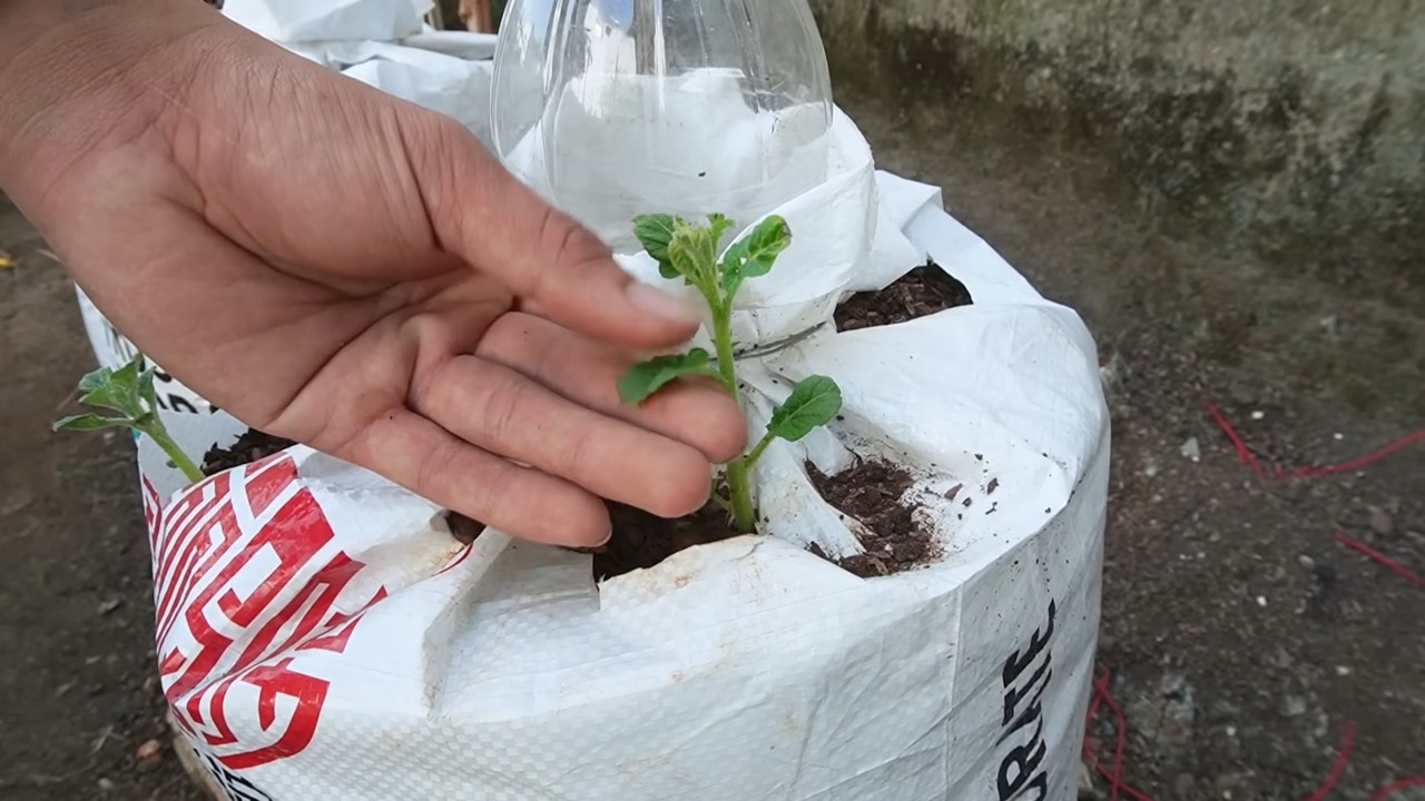 Kartoffeln anbauen im Sack