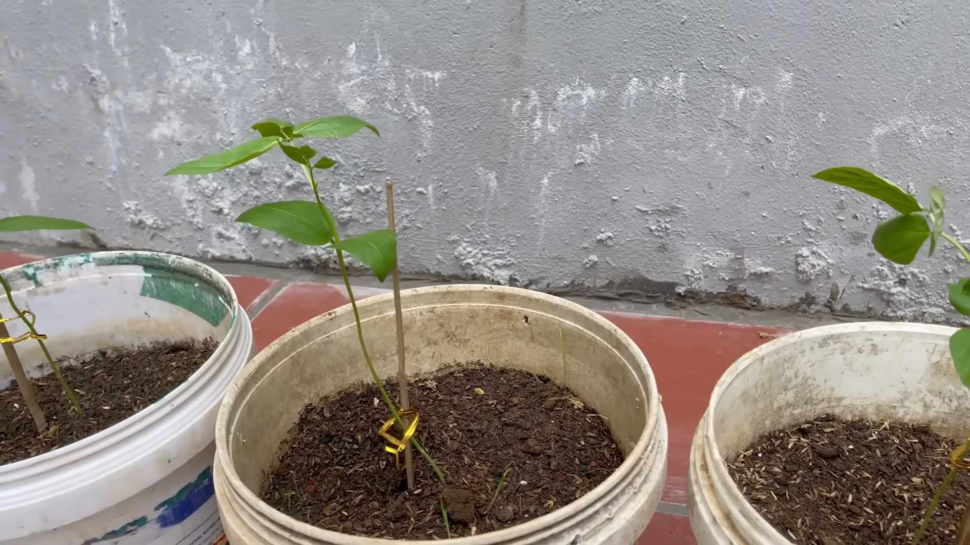 Stangenbohnen anbauen einfach gemacht