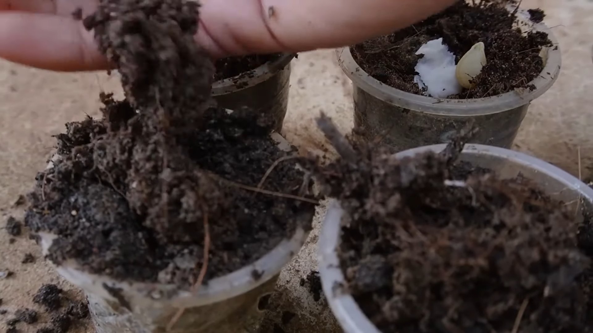 Garten ohne Land großer Ernte