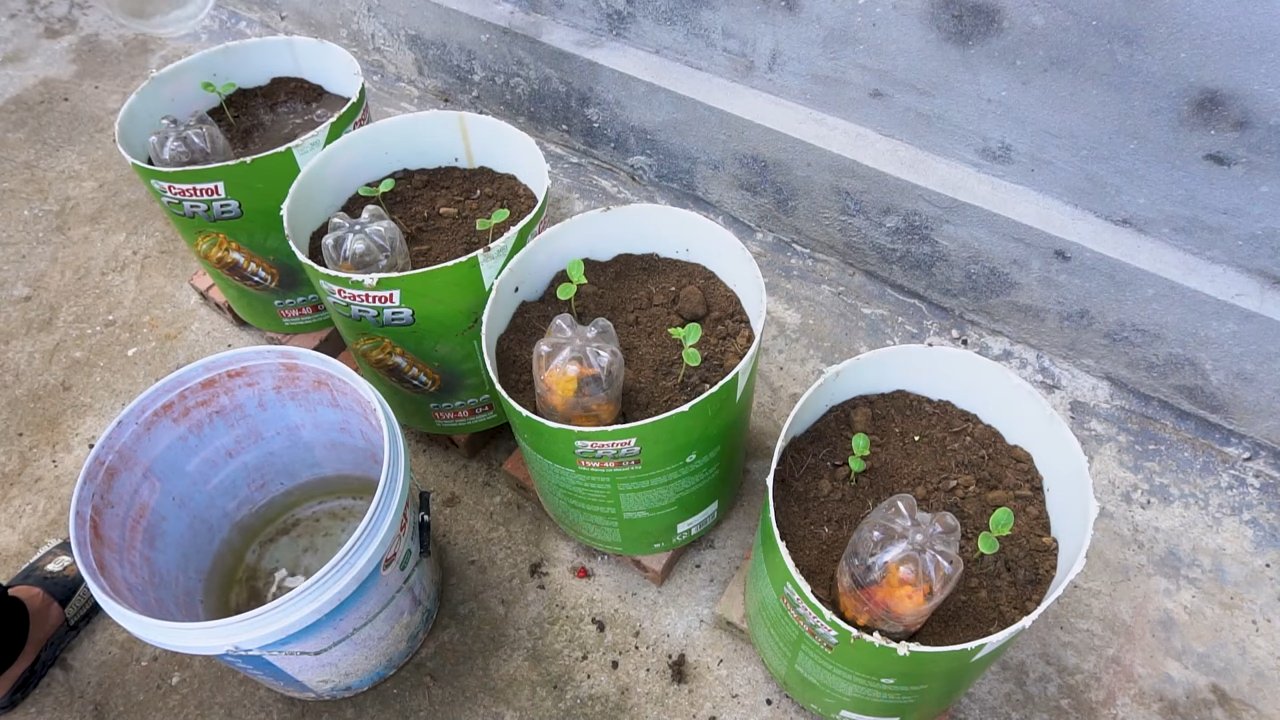 Wassermelone Anbau Kleiner Garten