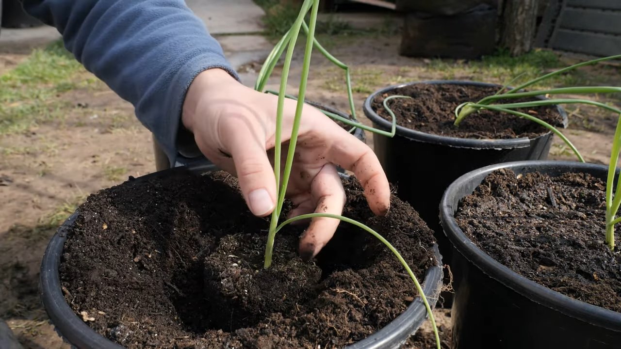 Zwiebeln im Topf anbauen