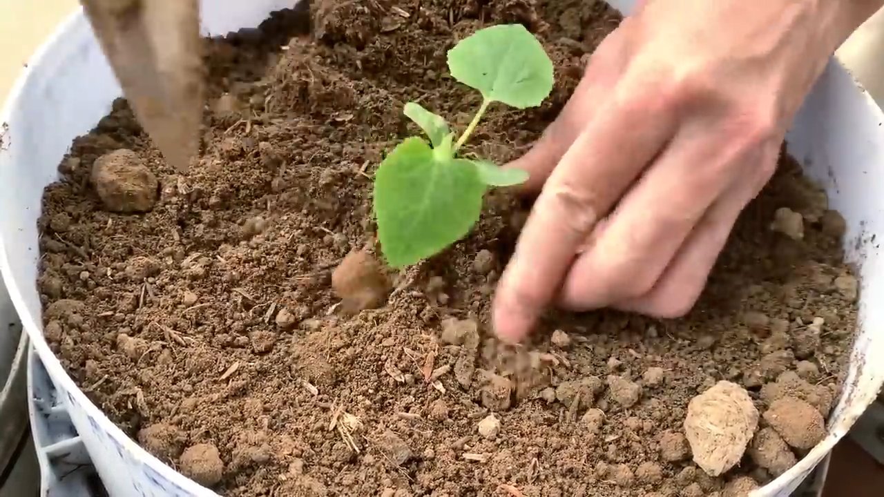 Süßeste Melonen im Garten anbauen