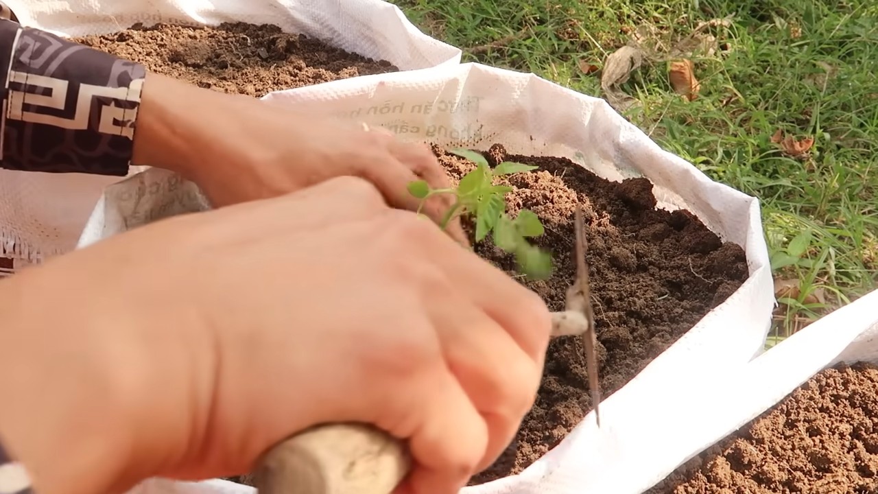 Tomaten im Sack anbauen
