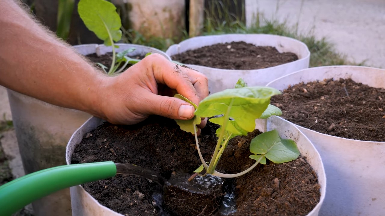 Riesen Kohlrabi Anbau Anleitung