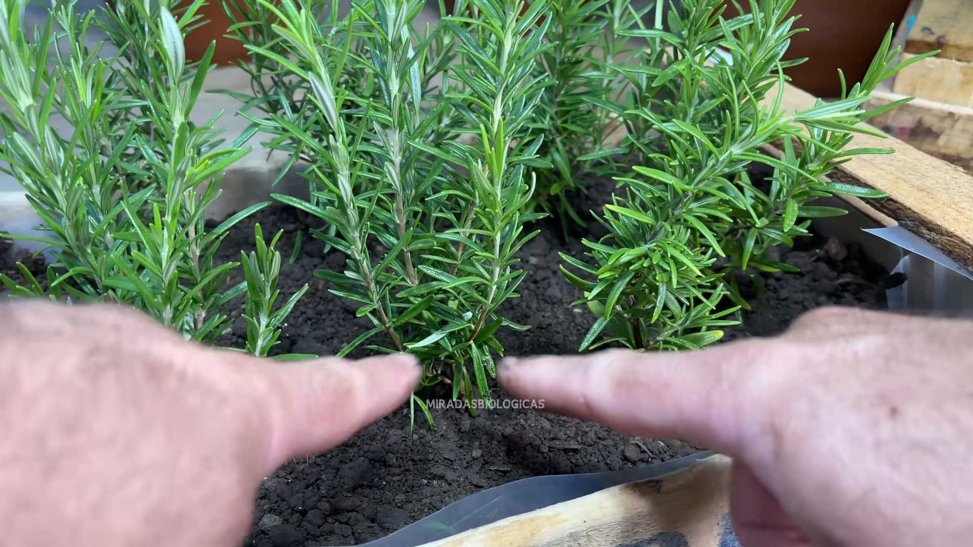Rosmarin vermehren einfach gemacht