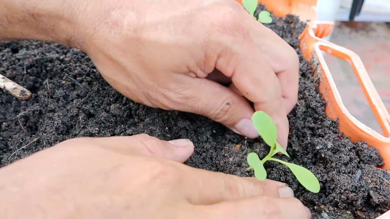Bok Choy Anbau Kleiner Raum
