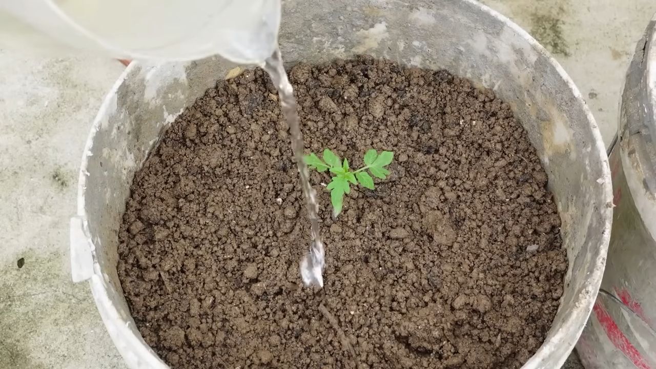 Tomaten Indoor Anbauen