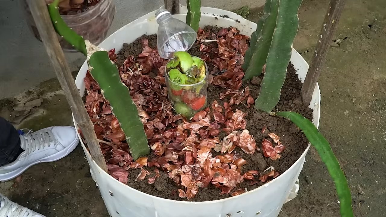 Drachenfrucht Balkon Anbau