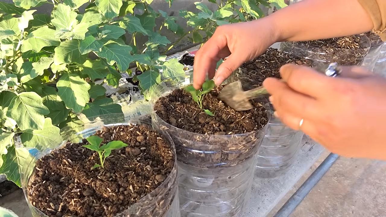 Chilipflanzen Flaschen Bewässerungssystem