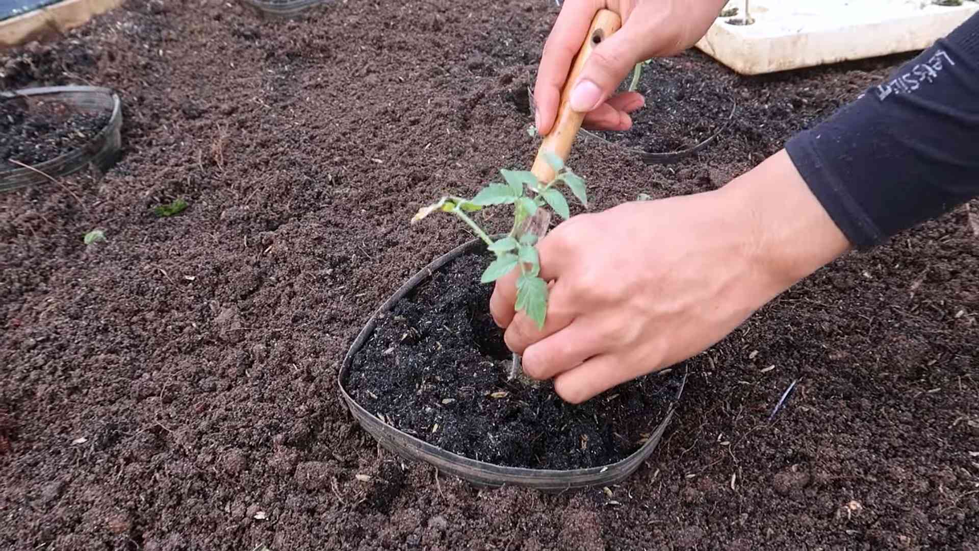 Tomaten Ernte verlängern