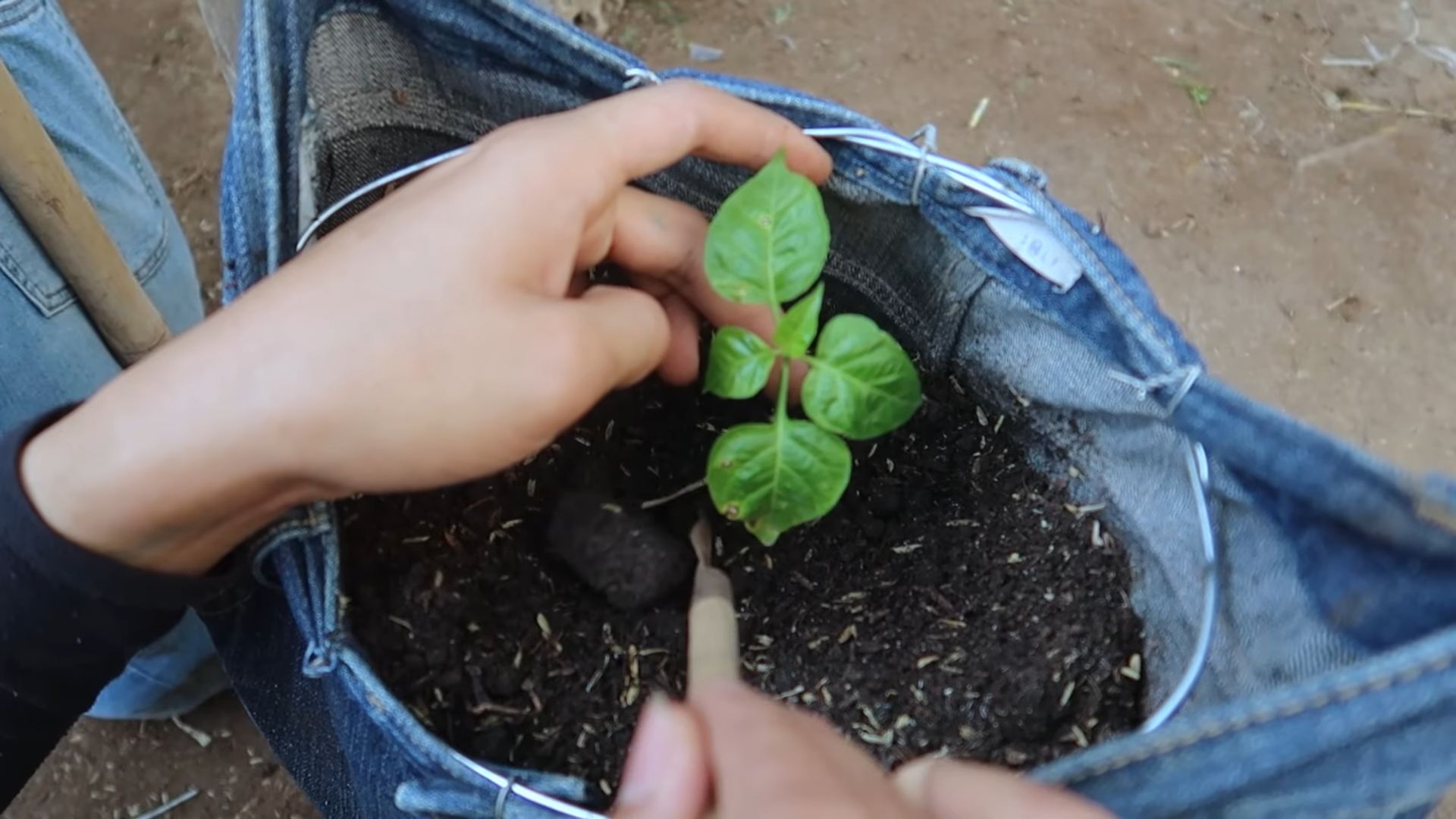 Paprika Anbau Jeans Trick