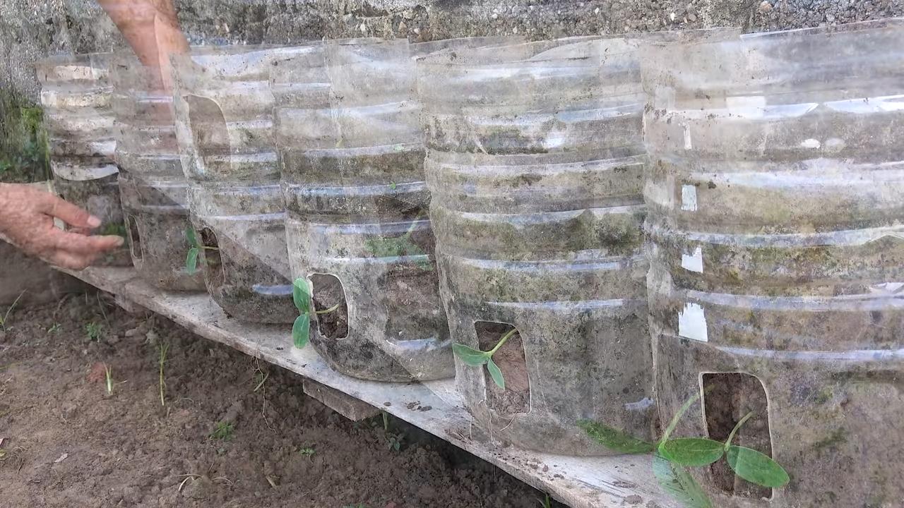 Gurken Ernten in 8 Wochen