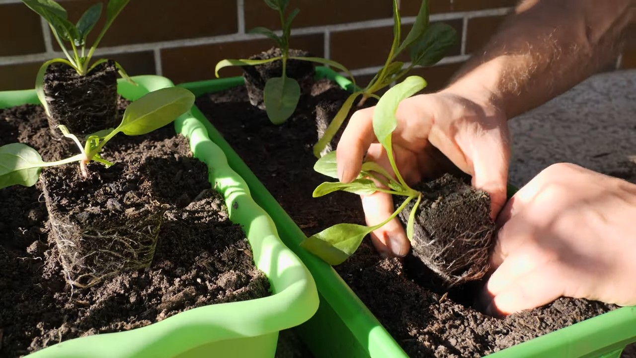 Spinat im Topf anbauen