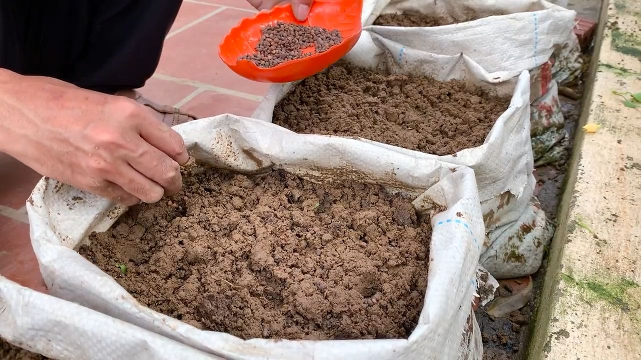 Wasserspinat Anbau Sommerhitze