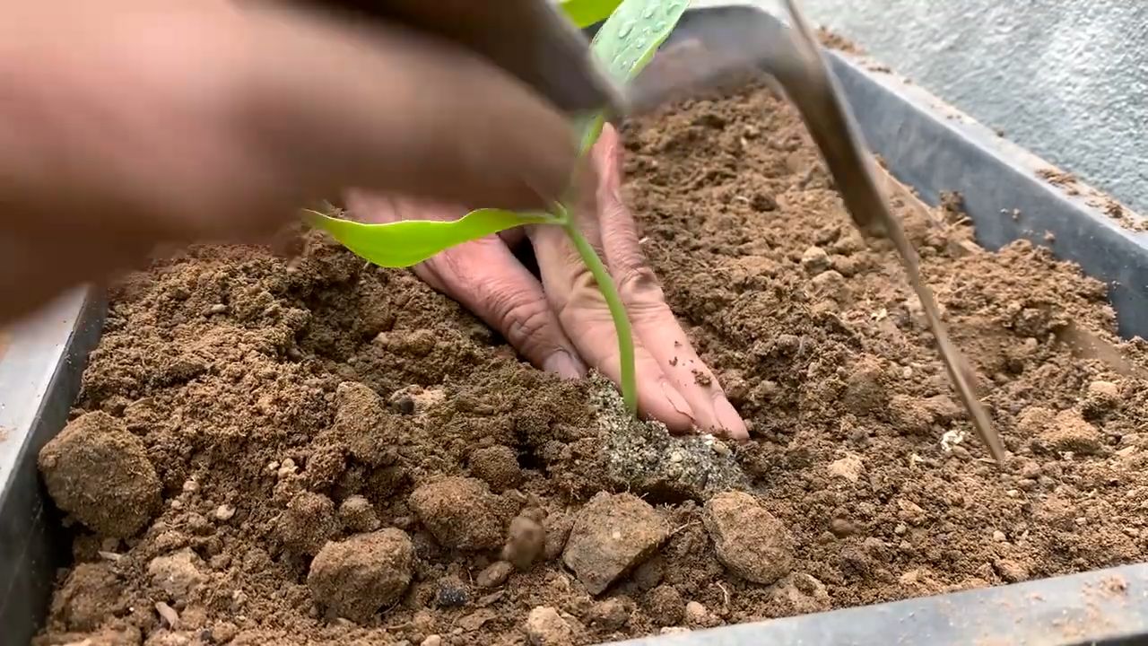 Luffa Anbau im Kleinen