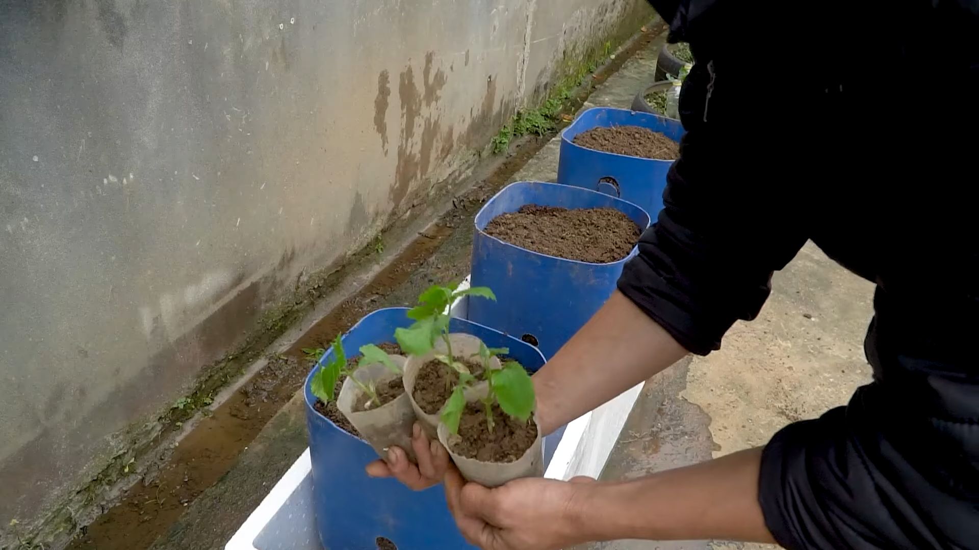 Bittermelone selbst anbauen