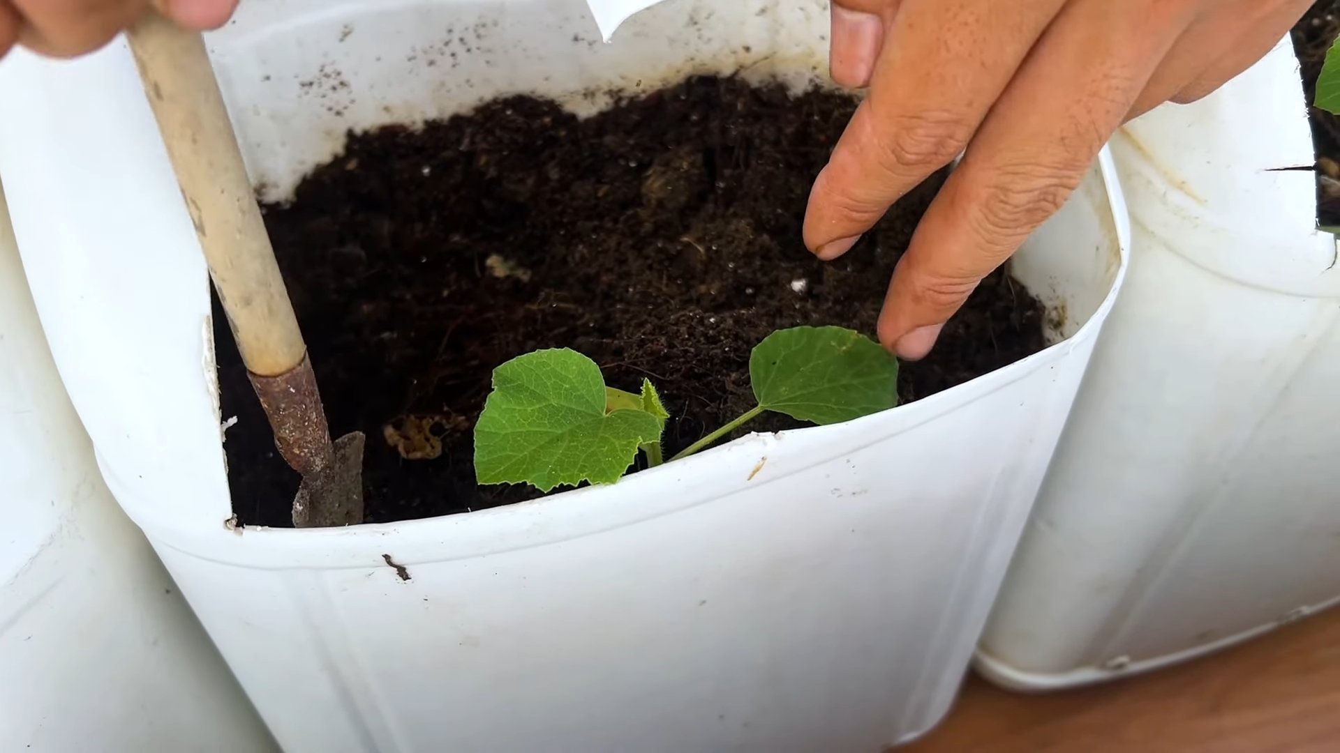 Melone Anbauen Einfache Anleitung