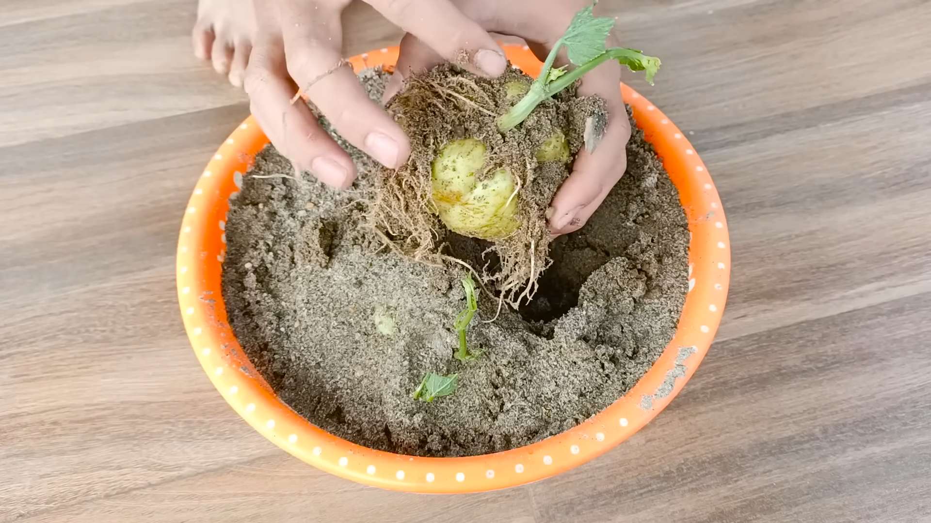 Chayote Anbau Terrasse