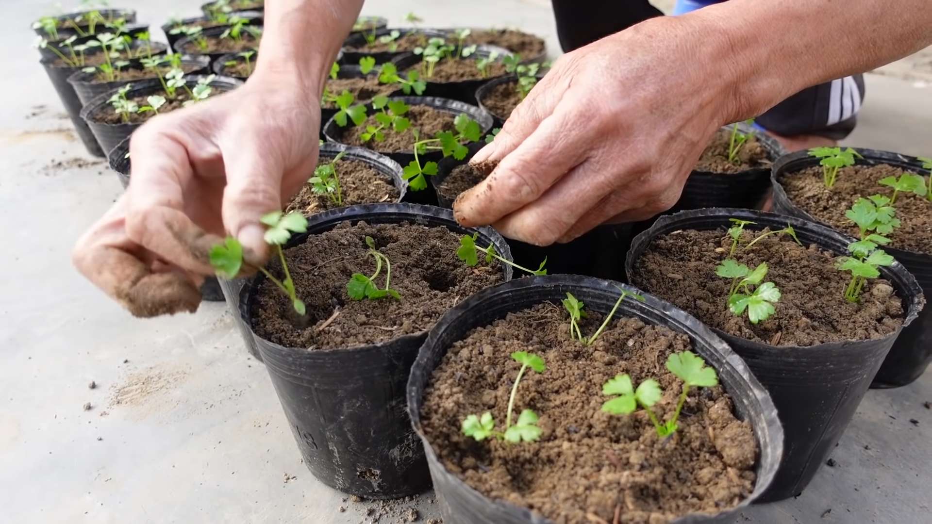 Sellerie Anbau im Garten