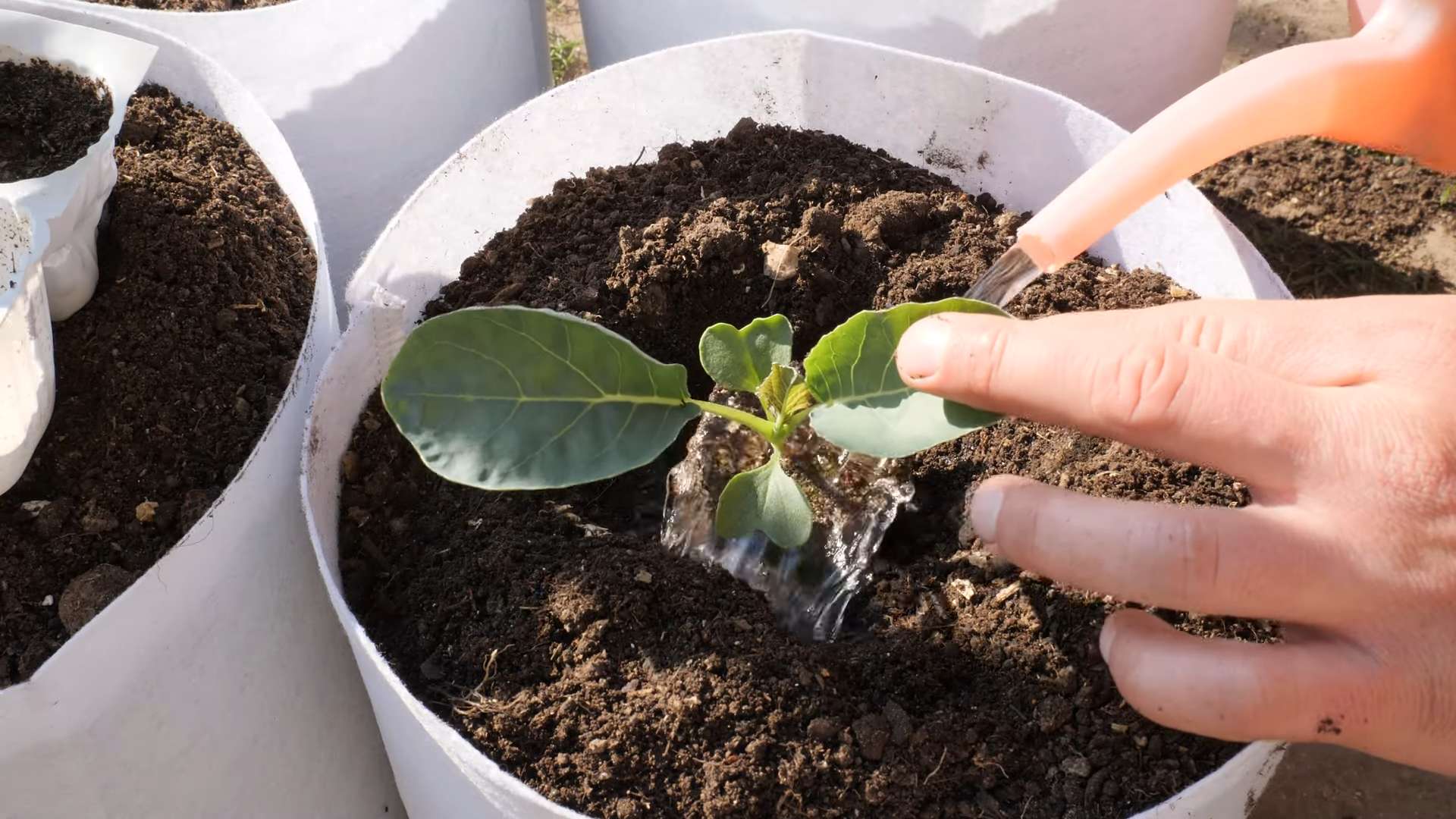 Blumenkohl pflanzen Anleitung