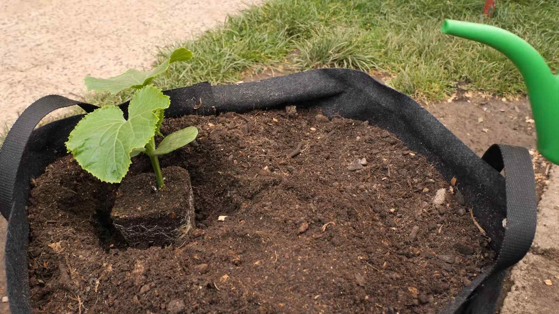 Gurken im Topf anbauen