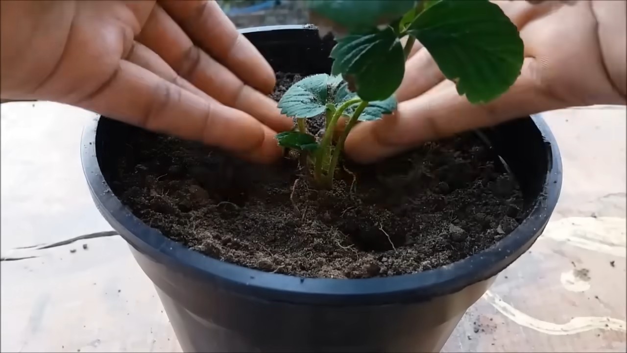 Erdbeeren zu Hause anbauen