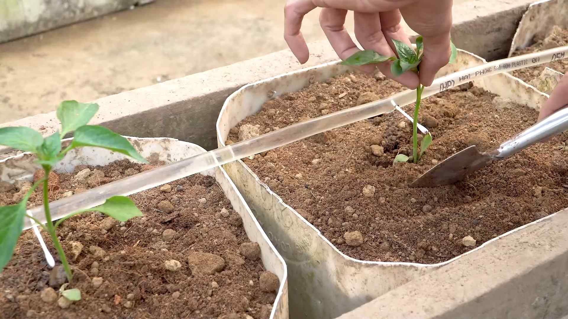 Paprika im Topf anbauen