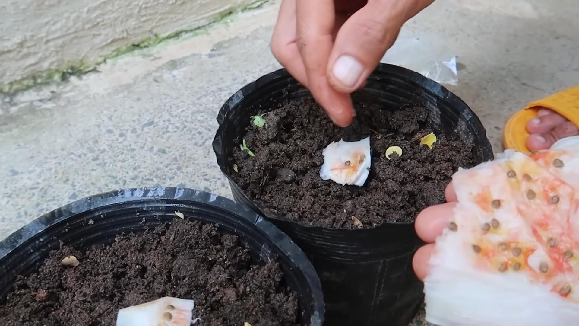 Tomaten anbauen ohne Garten