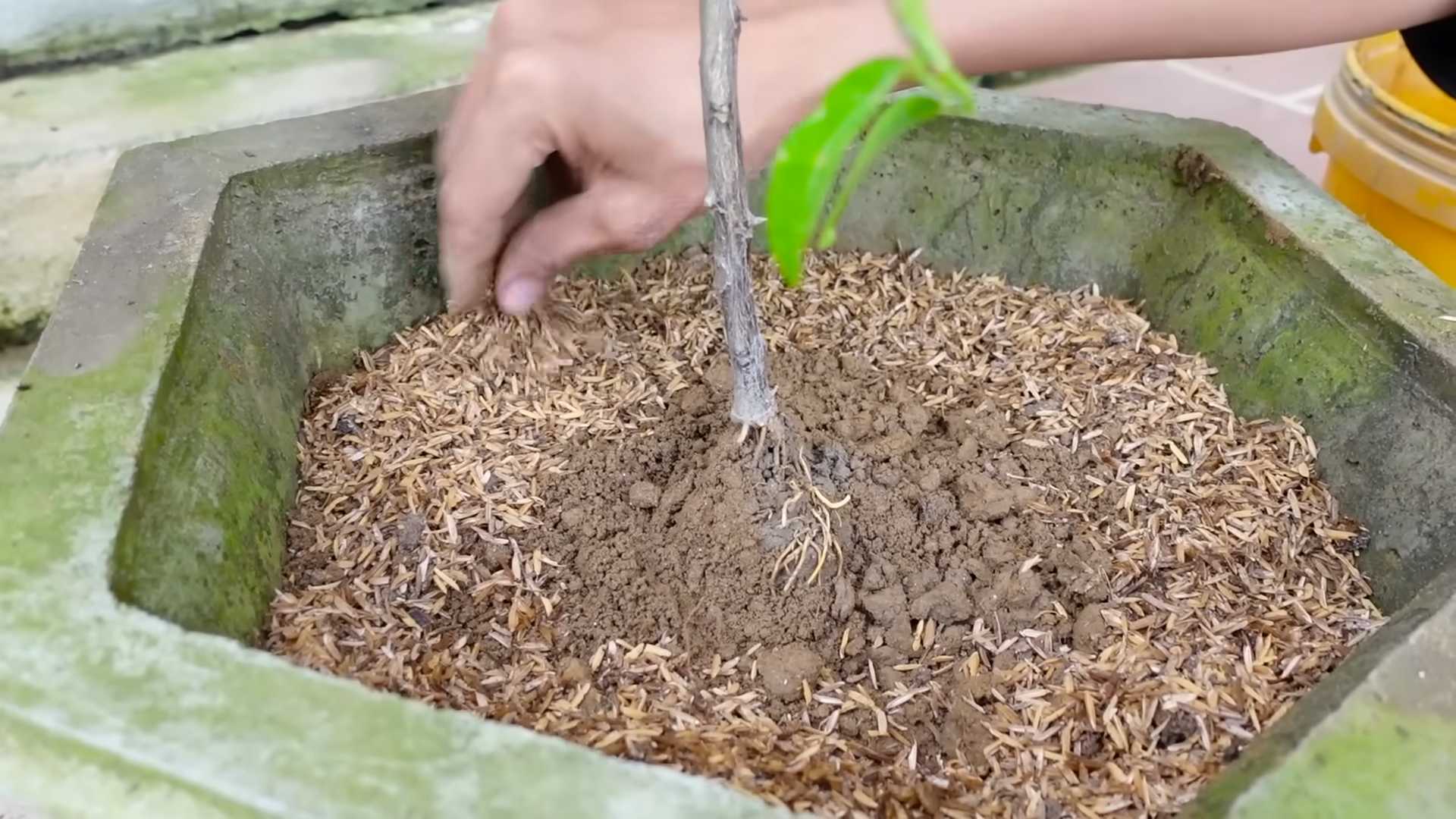 Kalamansi Anbau im Topf