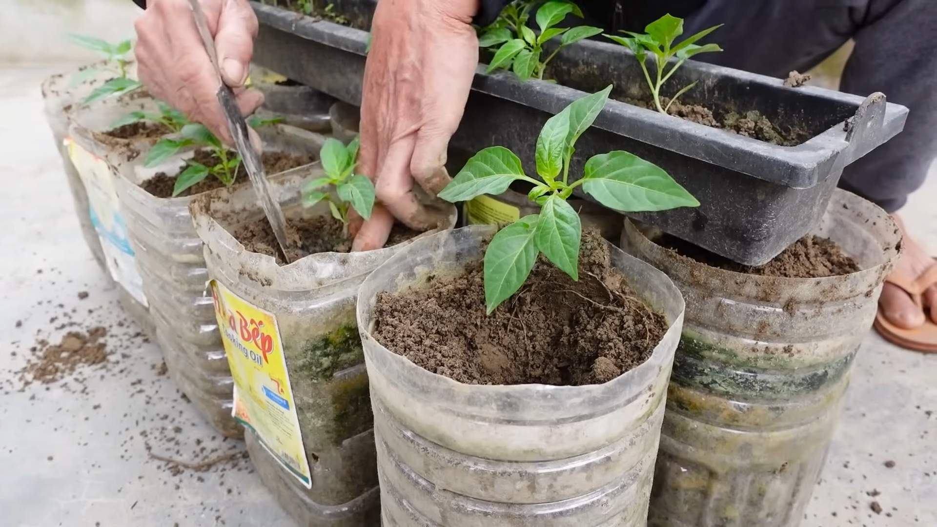 Drachenfrucht zu Hause anbauen