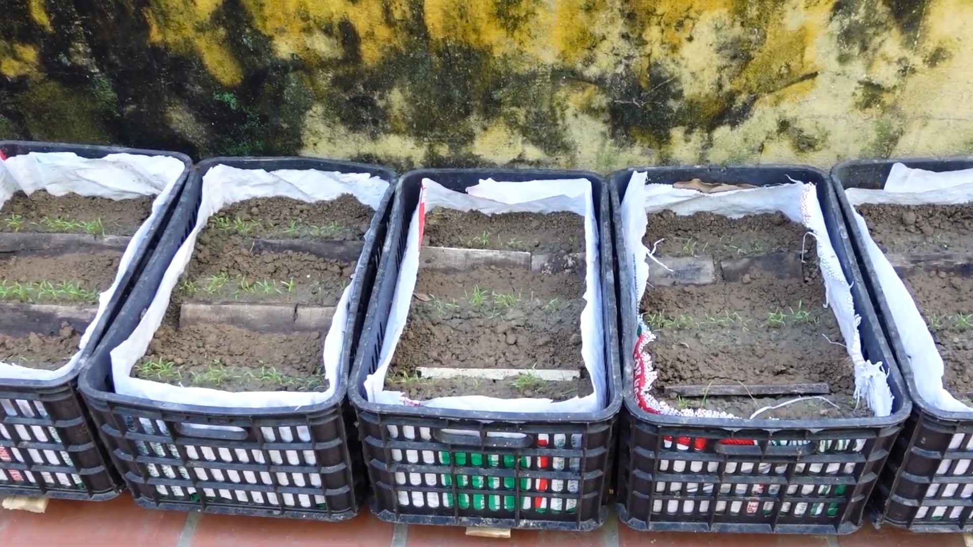 Karottenanbau Tipps Tricks