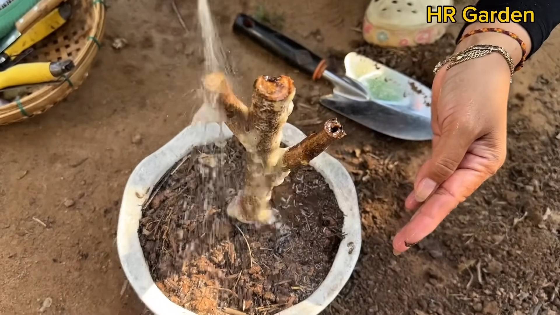 Spargel auf der Terrasse anbauen