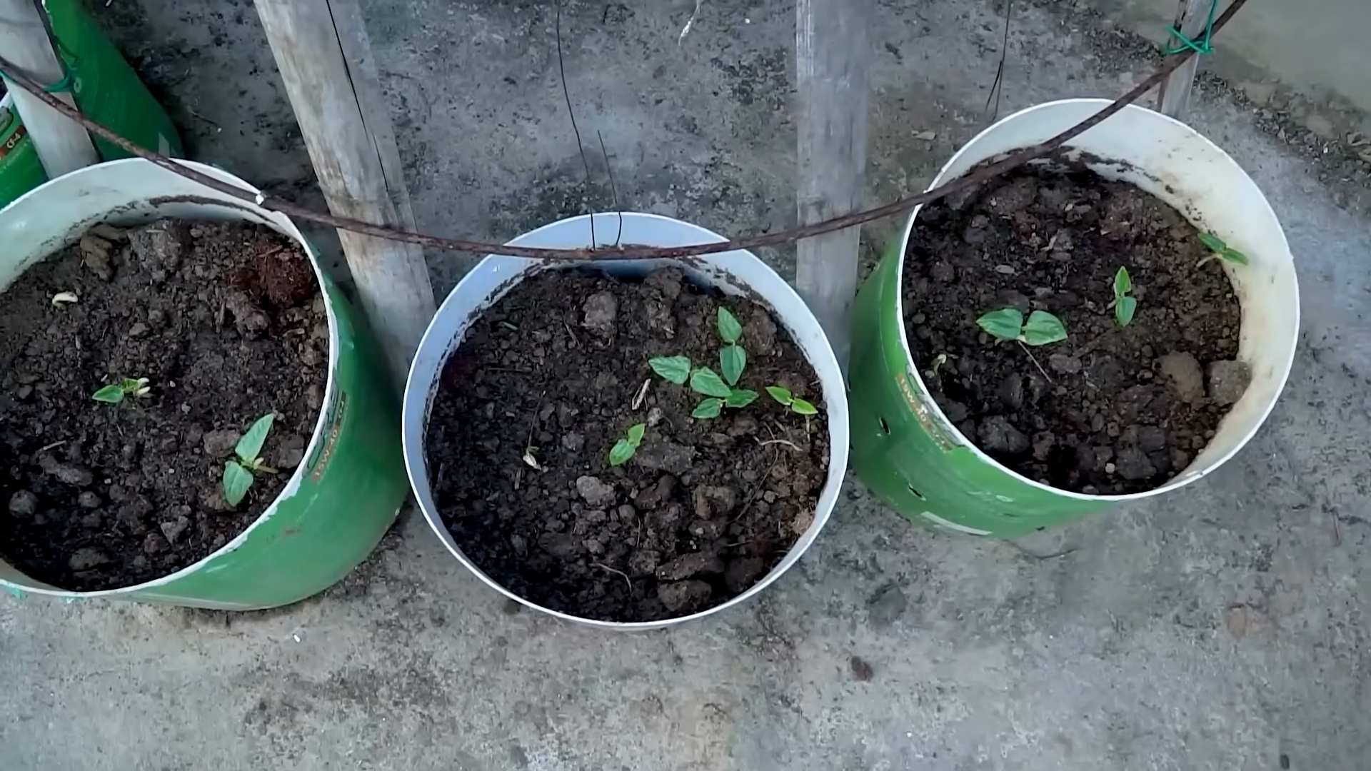 Tomatenanbau Tipps und Tricks