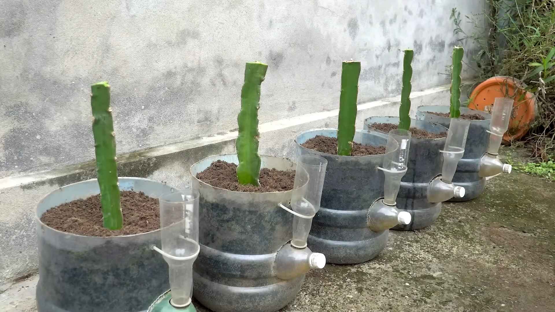Drachenfrucht selber ziehen