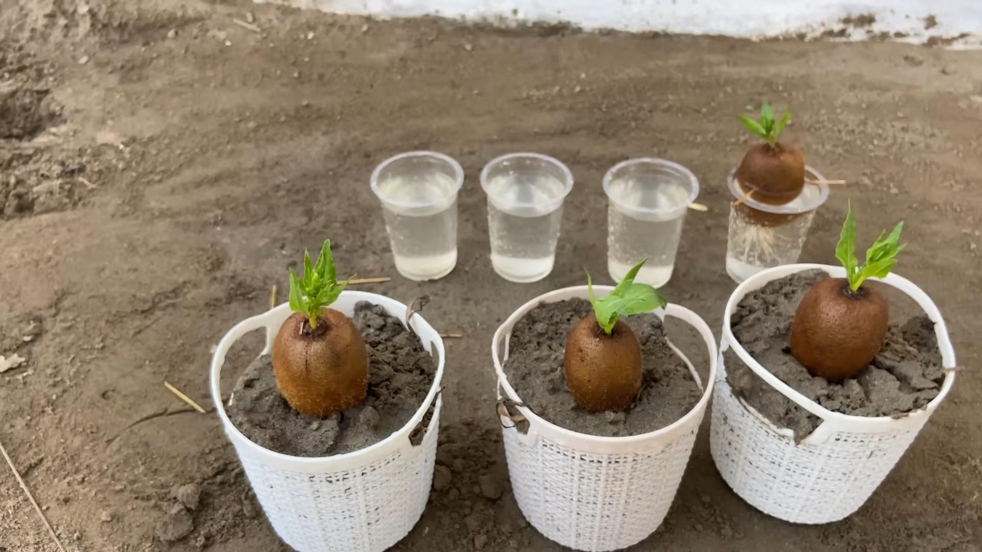 Kiwi Pflanzen einfach ziehen